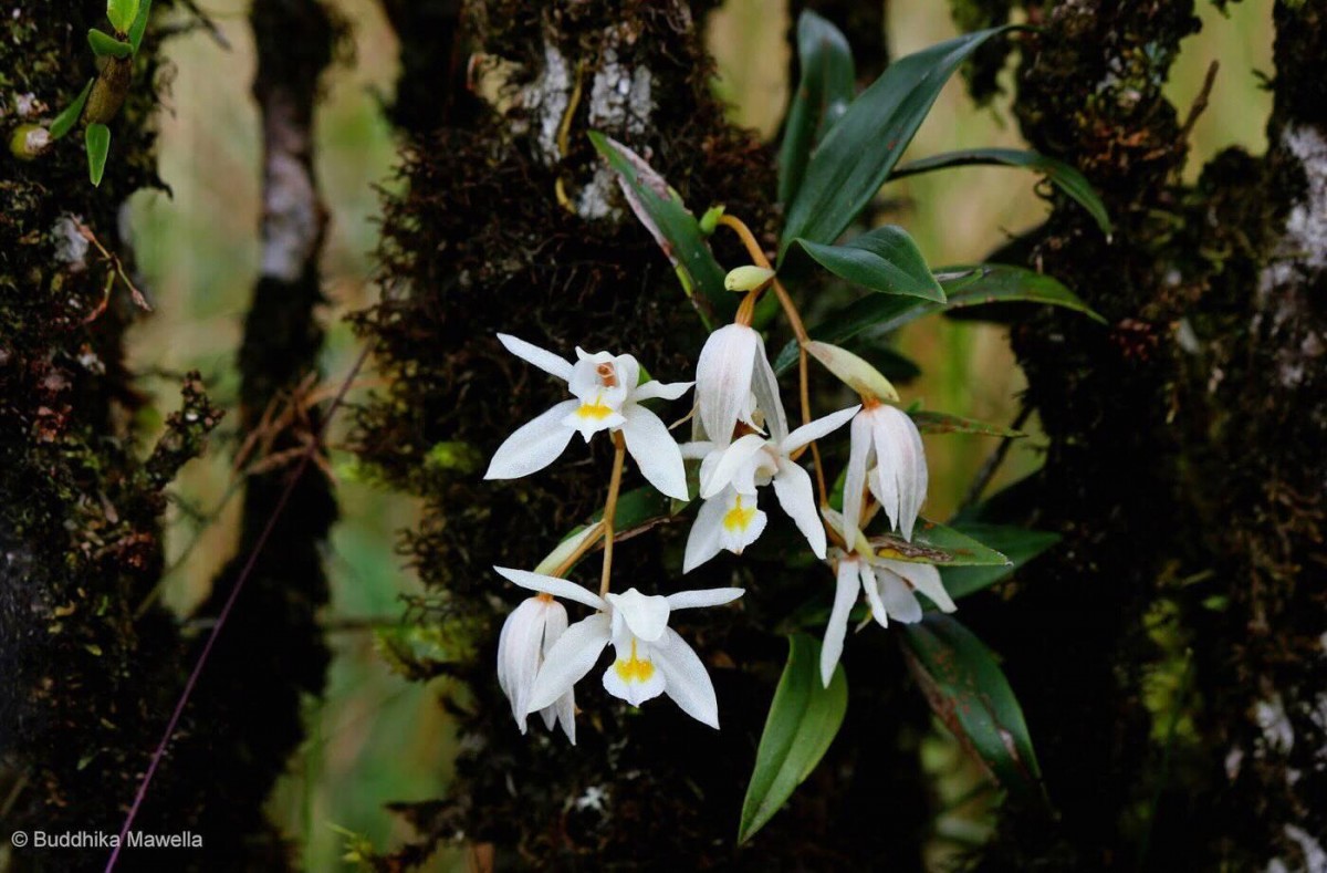 Coelogyne odoratissima Lindl.